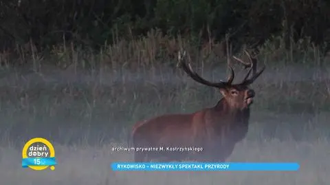 Jak zobaczyć rykowisko jeleni? Czym jest święto tych leśnych zwierząt?