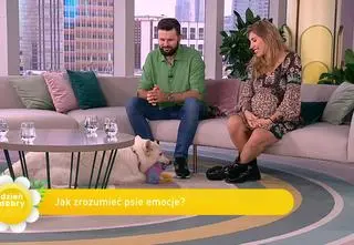 Jak zrozumieć i rozpoznać emocje psa? Behawiorysta wyjaśnia
