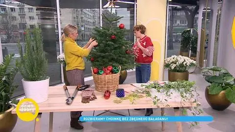 Kiedy rozebrać choinkę? Terminy. Jak to zrobić bez bałaganu? Maja Popielarska i jej porady w Dzień Dobry TVN