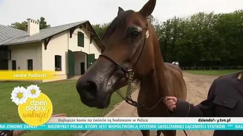 Pride of Poland w Janowie Podlaskim. W niedzielę licytacja arabów