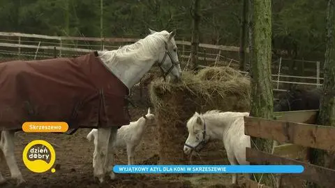 Azyl "Kucykowo" - miejsce wypełnione dobrem i miłością potrzebuje wsparcia