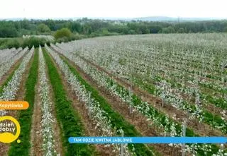 Gospodarstwo Dudek w Kopytówce. Uprawa owoców w 2021 roku