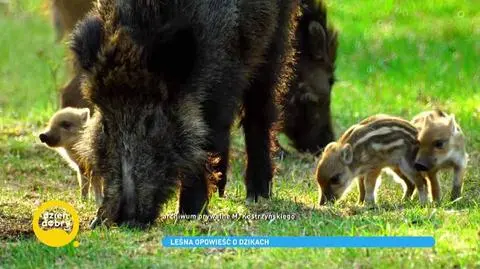 Dziki - dlaczego spotykamy je mieście?