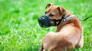 Amstaff w kagańcu 