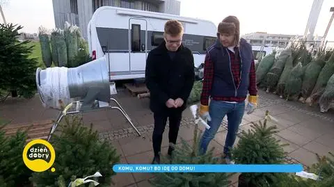 "Komu, komu? Bo idę do domu!" Przedsiębiorstwo choinkowe Filipa Chajzera