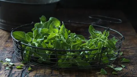 Oregano - właściwości, zastosowanie, dawkowanie | Dzień Dobry TVN
