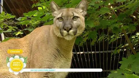 Puma Nubia przebywa w Śląskim Ogrodzie Zoologicznym. Jak przebiega jej aklimatyzacja?