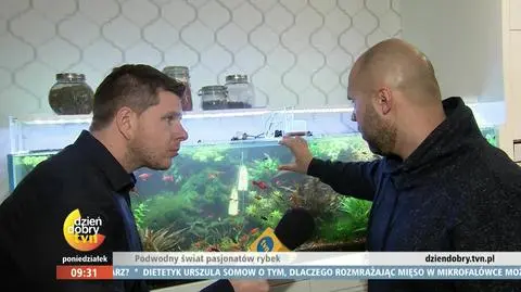 Chajzer w świecie zadowolonych rybek