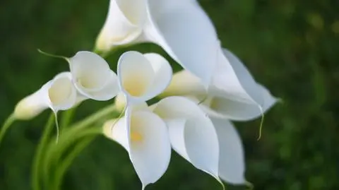 Zantedeschia – jak uprawiać i pielęgnować? | Dzień Dobry TVN