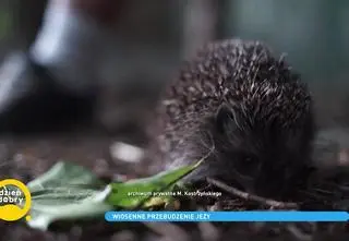 Jak się zachować, gdy znajdziemy jeża?