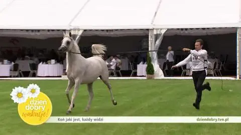 Janów Podlaski. Koń jaki jest, każdy widzi