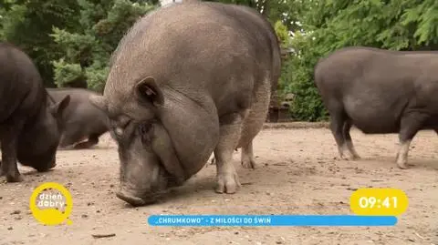Z wizytą w Azylu dla Świń "Chrumkowo"