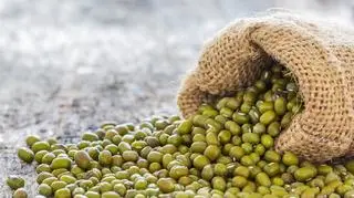 fasola mung 