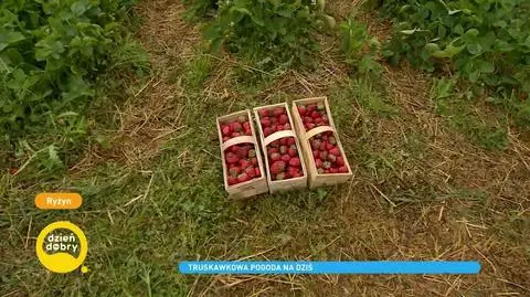 Sezon na polskie truskawki. Jak wybrać najlepsze i jakich cen się spodziewać?