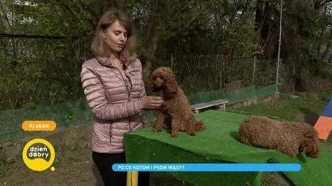 Wibrysy. Po co psom i kotom wąsy?