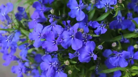 Lobelia przylądkowa – jak ją uprawiać? Pielęgnacja | Dzień Dobry TVN