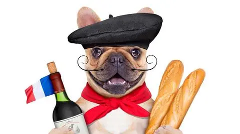 Jak wybrać karmę dla buldoga francuskiego?