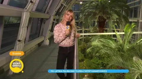 150-letni daktylowiec z Wysp Kanaryjskich rośnie w Krakowie