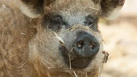 Jak wyglądają węgierskie świnki mangalica?