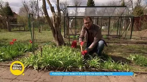 "Co z tego wyrośnie?": skuteczne sposoby na porządkowanie rabat kwiatowych