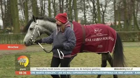 Jak wygląda koń czystej krwi arabskiej? Cechy
