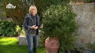 Jak stworzyć ogród w stylu śródziemnomorskim? Maja Popielarska zdradza sprawdzone sposoby aranżacyjne