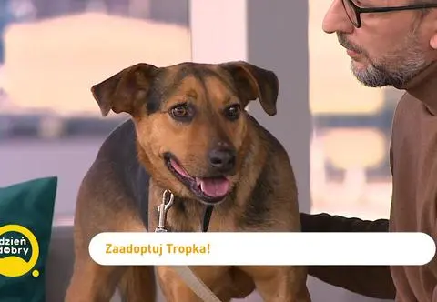 Jak wyeliminować u psa gryzienie i szczekanie? Rady behawiorysty
