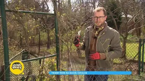 „Co z tego wyrośnie?” – Jak prawidłowo przyciąć róże, aby stały się ozdobą naszego ogrodu