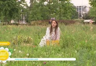 Kwiatowe łąki - zalety i wpływ na klimat
