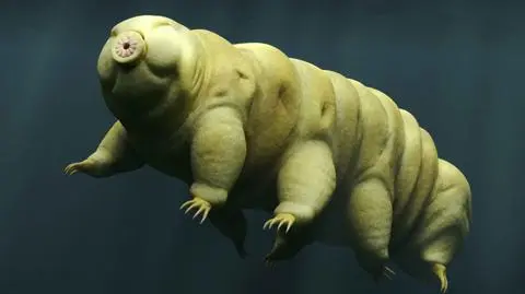 Na Księżycu może istnieć życie. Niesporczaki mogły przetrwać katastrofę sondy