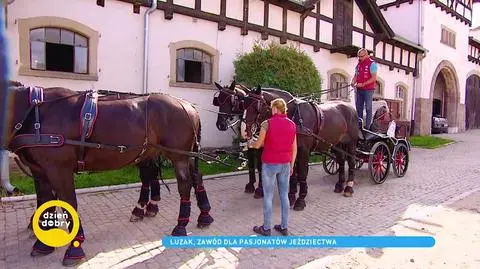 Luzak - jaką rolę pełni podczas zawodów jeździeckich?