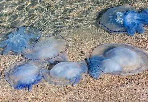 Meduza – poparzenie. Co zastosować, jak leczyć? | Dzień Dobry TVN