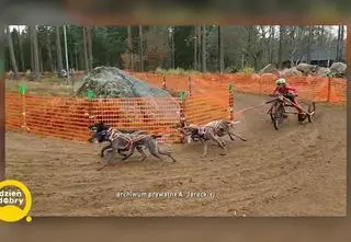 Psie zaprzęgi - wyjątkowy i wymagający sport. Co to jest bikejoring i skijoring?