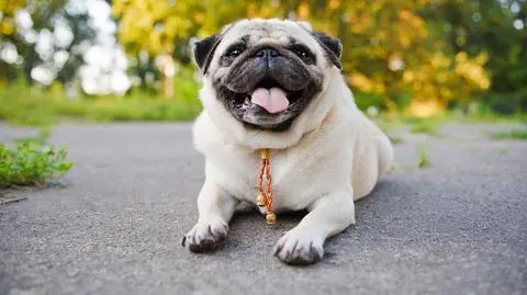 Mops - charakterystyka rasy, budowa i choroby
