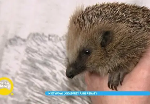Na ratunek jeżom. Poznaj Panią Renatę, która pomaga rannym i porzuconym zwierzątkom