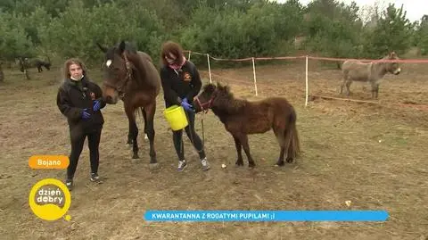 Rogate Ranczo w Bojanie - jak pomóc zwierzętom?
