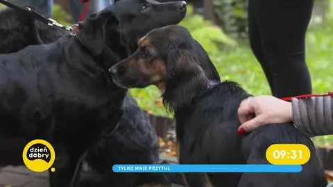 Pomagają seniorom w domu opieki, ale same też potrzebują pomocy. Te psiaki szukają kochającej rodziny!