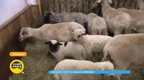 Młode jagnięta w Centrum Pasterskim w Koniakowie