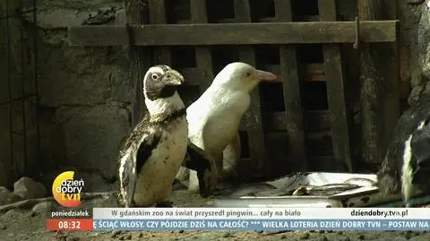 Pingwin albinos w gdańskim zoo. To ewenement na skalę światową 