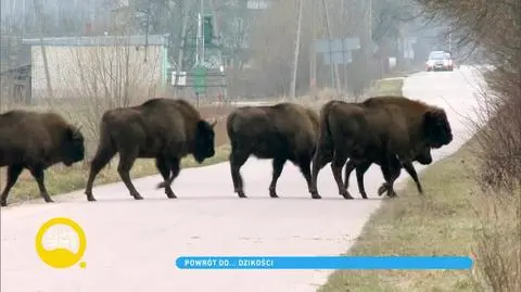 Obraz przyrody w czasie pandemii - zwierzęta nabierają odwagi i wychodzą na ulice