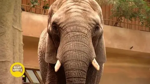 Słoń Leon z warszawskiego zoo może się rozmnożyć. Jego nasienie jest idealne