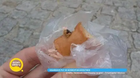 Kości z gwoździami i pinezki w mięsie - gdańskie psy w niebezpieczeństwie