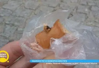 Kości z gwoździami i pinezki w mięsie - gdańskie psy w niebezpieczeństwie