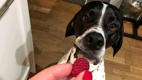 Jakie owoce może jeść pies? Które są szkodliwe?