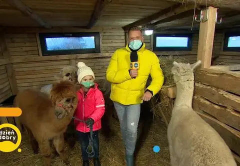 Alpakoterapia. Jak alpaki wpływają na samopoczucie człowieka?
