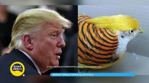 Bażant, który wygląda jak Donald Trump, czeka na swojego właściciela