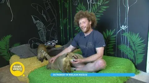 Marcin Kamiński i jego ostronosy. "Jesteśmy fajnym stadem"