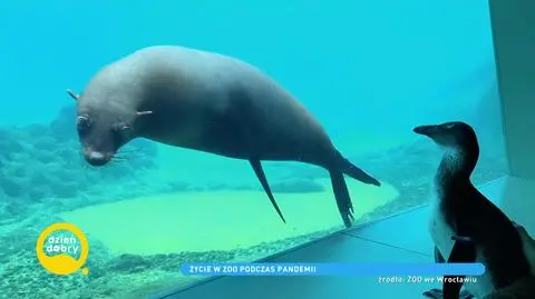 Kwarantanna w ZOO. Jak brak odwiedzających wpłyną na życie w ogrodach zoologicznych? „Wszędzie w tej chwili panuje spokój, cisza”