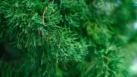 Świerk kaukaski - odmiany. Choinka na święta | Dzień Dobry TVN