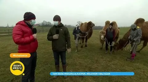 Kacper, Melchior i Baltazar - trzy wielbłądy spod Krakowa